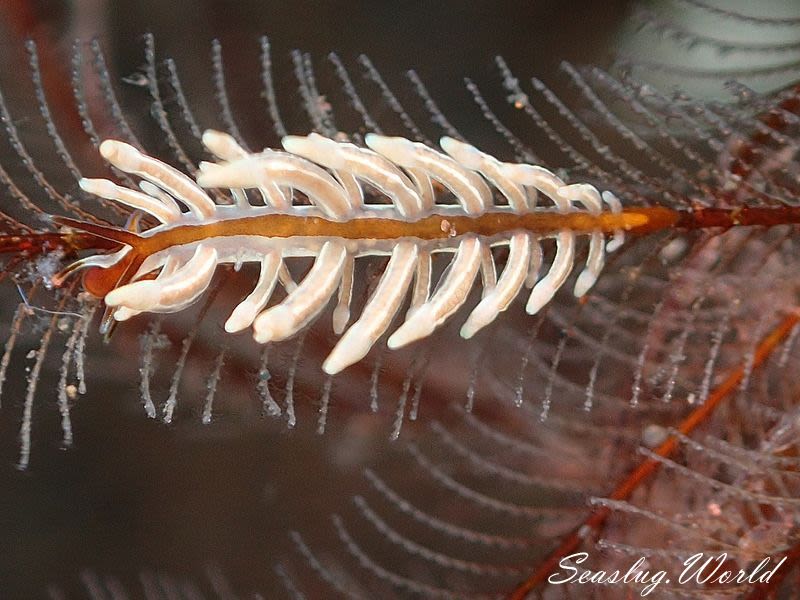 ホリミノウミウシ属の一種 13 Eubranchus sp.13