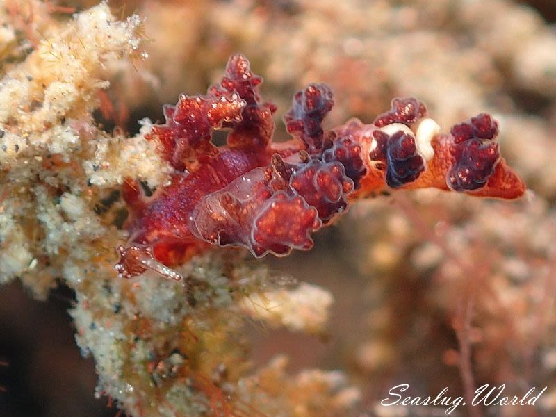 カベイロ・ルブロレティクラータ Kabeiro rubroreticulata