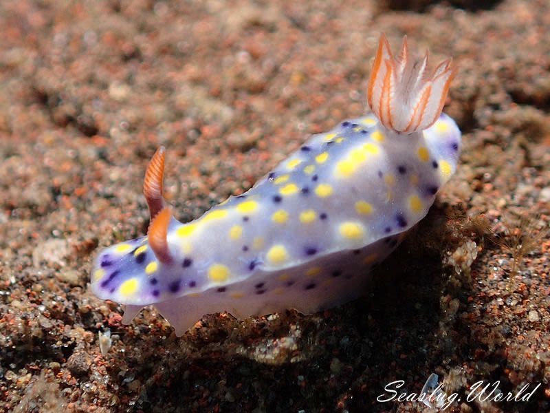 ヒュプセロドーリス・コンフェッティ Hypselodoris confetti