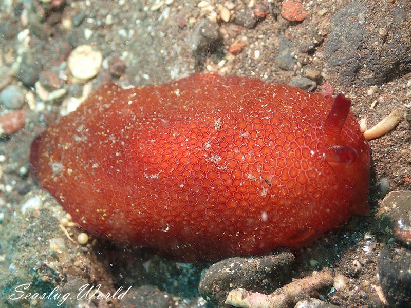 カメノコフシエラガイ Pleurobranchus peronii