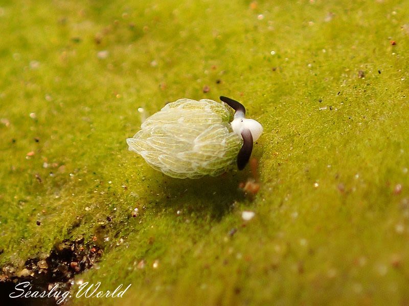 ウサギモウミウシ Costasiella usagi