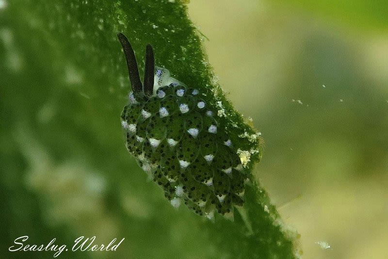 クサイロモウミウシ Costasiella paweli