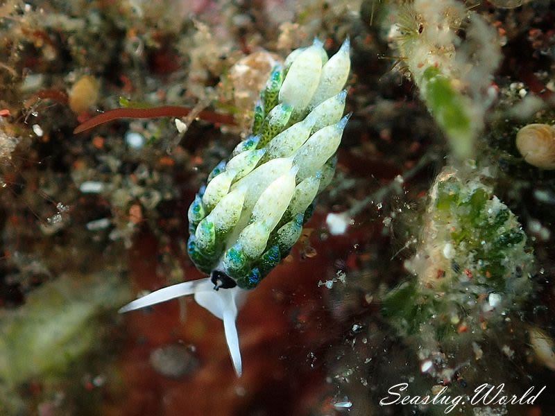 ネオンモウミウシ Costasiella fridae