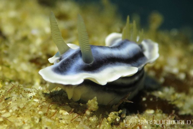 クロシオイロウミウシ Chromodoris sp. 3