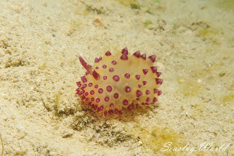 サーシャコヤナギウミウシ Janolus flavoanulatus