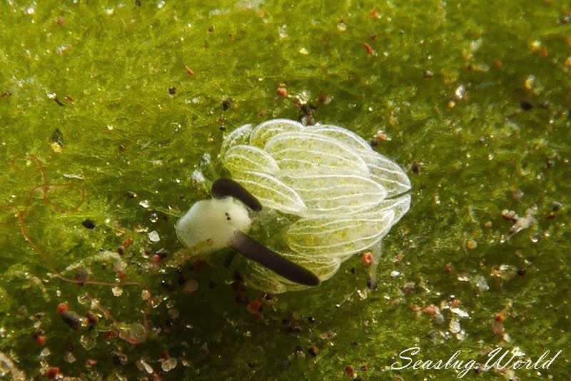 ウサギモウミウシ Costasiella usagi