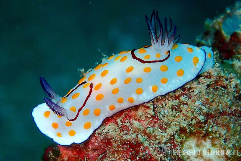 Goniobranchus annulatus (Eliot, 1904)