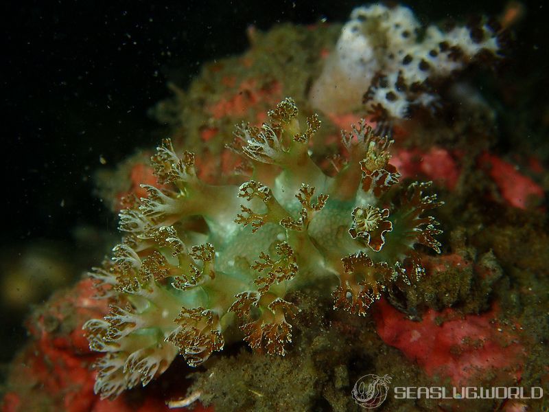 シンリンウミウシ Marionia arborescens