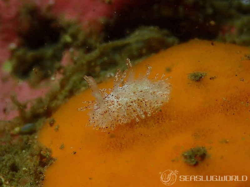 ナガヒゲイバラウミウシ Ceratodoris pilosa