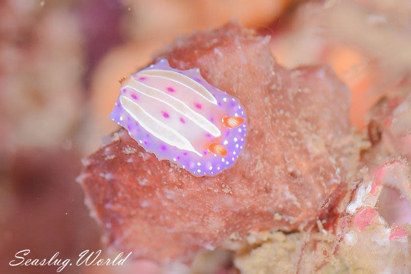 mexichromis-aurora