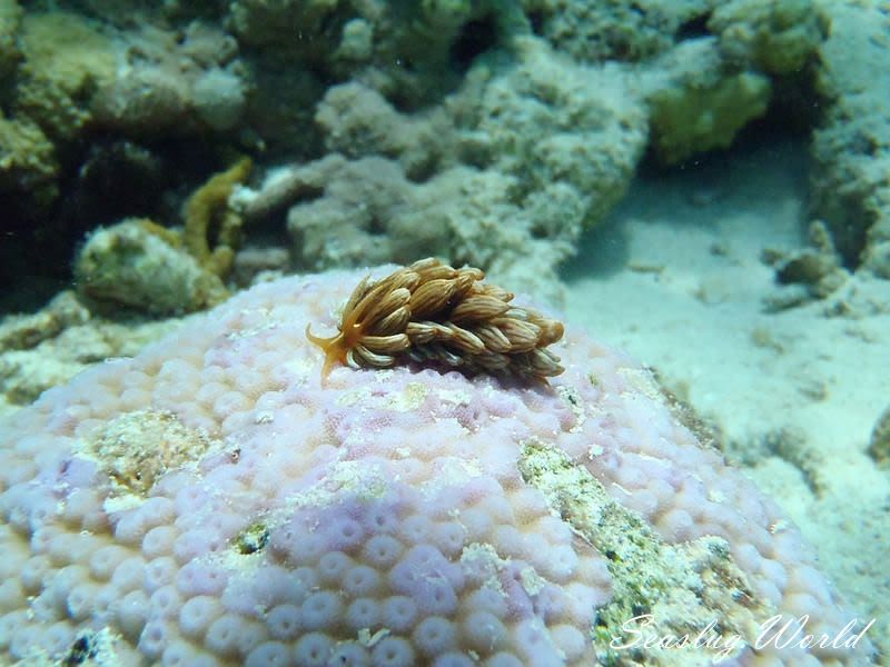 アカクセニアウミウシ Phyllodesmium kabiranum