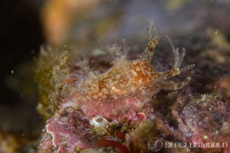 イトヒキウミウシ Pseudobornella orientalis