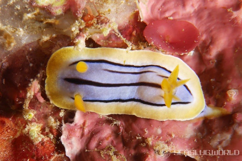 コールマンウミウシ Chromodoris colemani