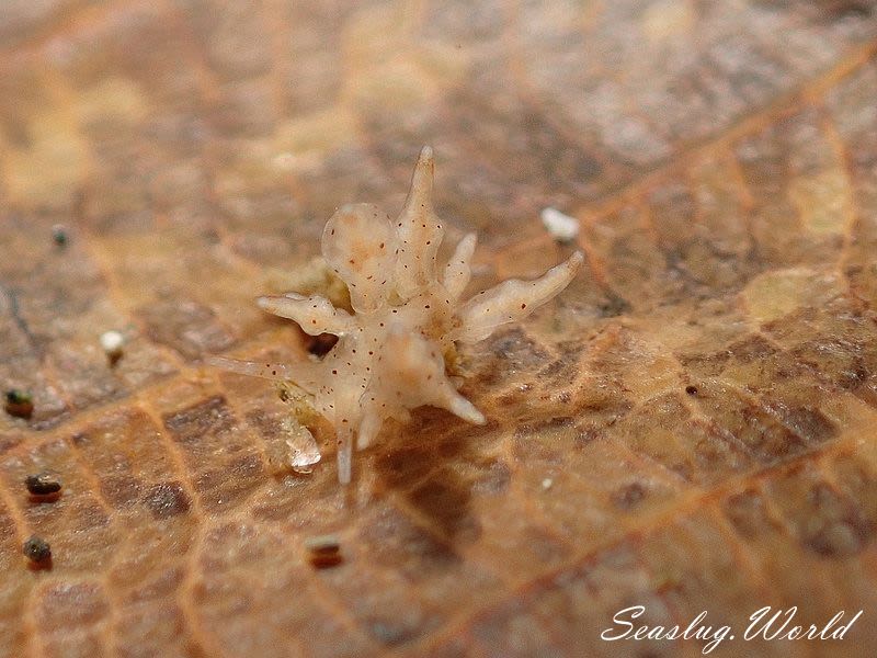 ホシアカリミノウミウシ Eubranchus sp. 5