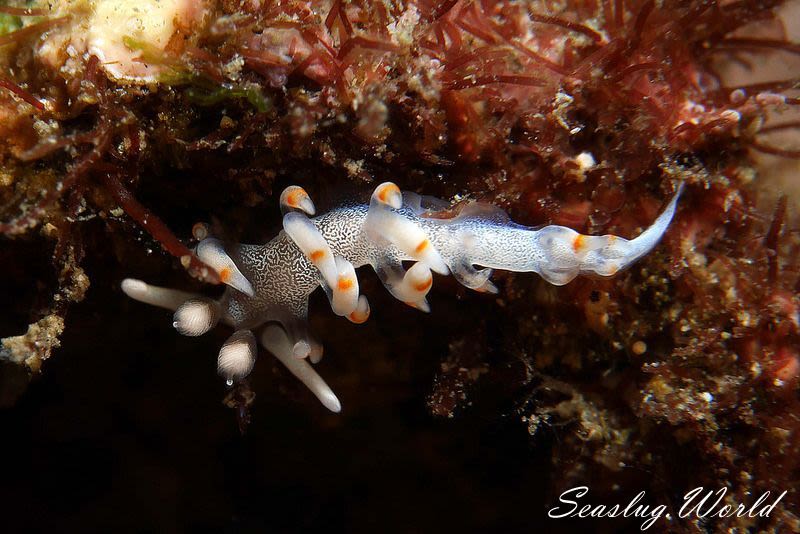 ケラマミノウミウシ Samla bicolor