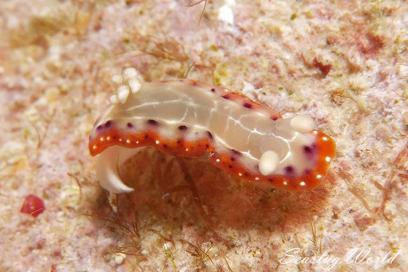 セトイロウミウシ Goniobranchus setoensis