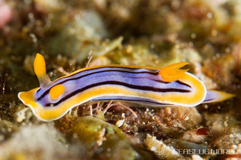 コールマンウミウシ Chromodoris colemani