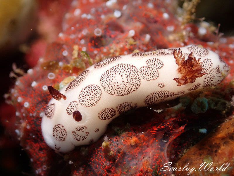 ブチウミウシ Jorunna funebris