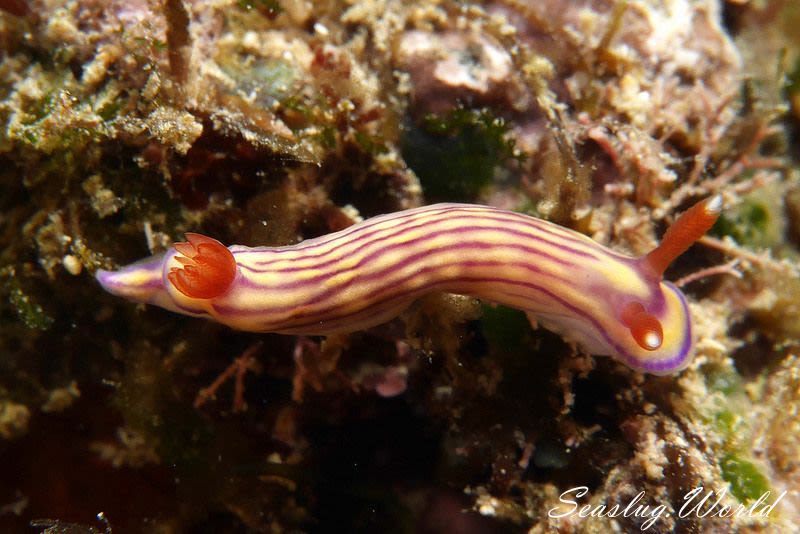 クチナシイロウミウシ Hypselodoris whitei