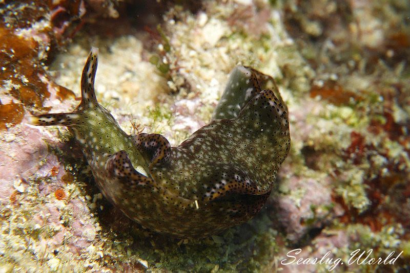 テンテンコノハミドリガイ Elysia nigropunctata