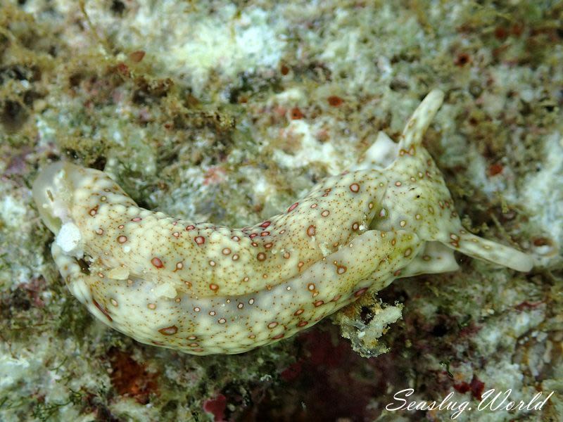 チドリミドリガイ Plakobranchus ocellatus