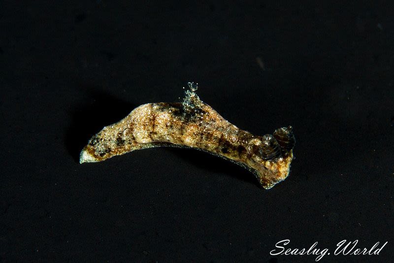 チャイロオウカンウミウシ Polycera risbeci