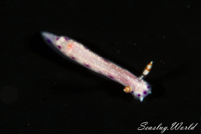 Hypselodoris skyleri Gosliner & Johnson, 2018