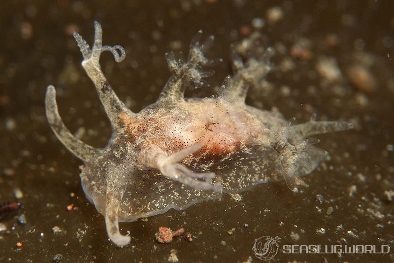 イトヒキウミウシ Pseudobornella orientalis