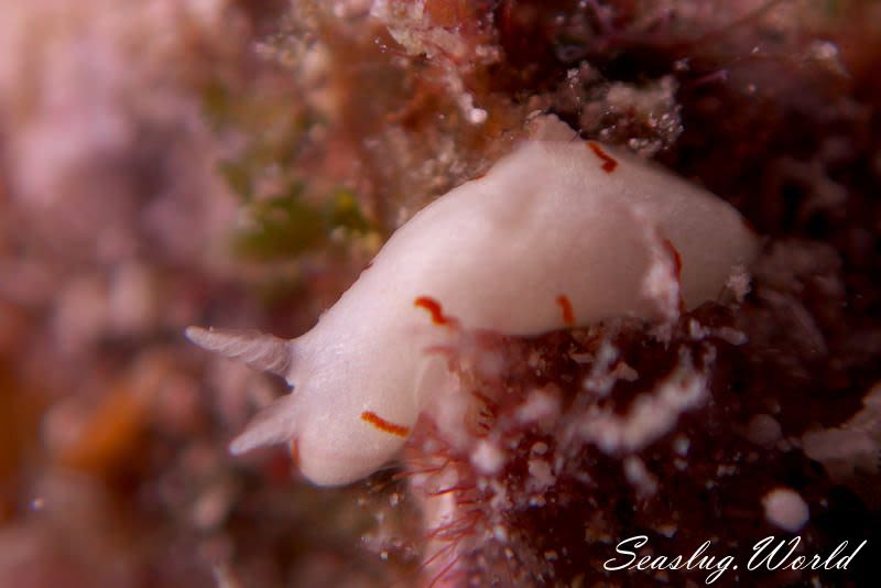 フィリディア・ラリーイ Phyllidia larryi