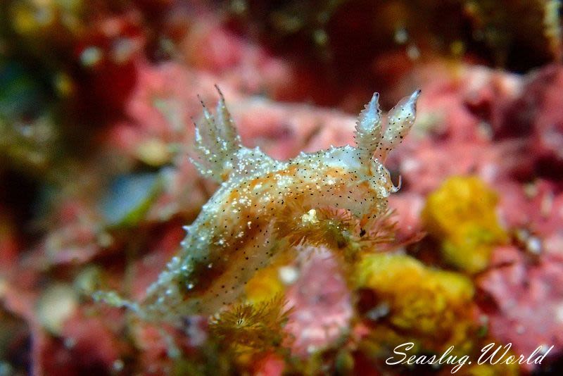 クロゴマフジタウミウシ Polycera sp. 9