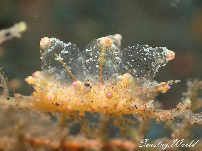 ホリミノウミウシ属の一種 2 Eubranchus sp. 2