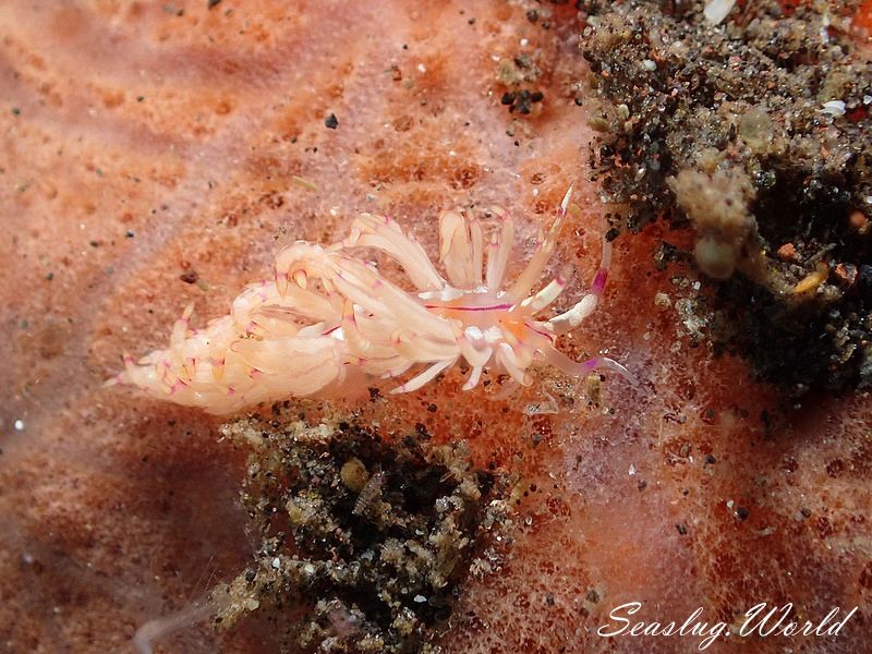 サンドラミノウミウシ Unidentia sandramillenae