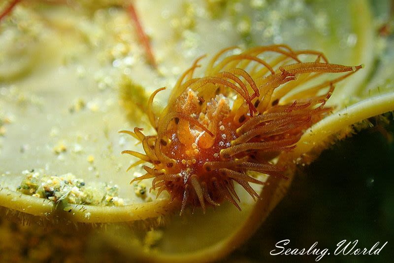 ショウジョウウミウシ Madrella ferruginosa