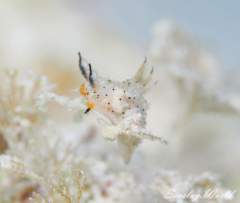 クロゴマフジタウミウシ Polycera sp. 9