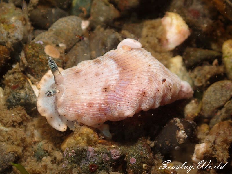 ハンゲツオトメウミウシ Dermatobranchus semilunus