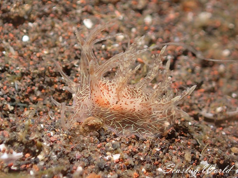 アミメイトヒキウミウシ Pseudobornella sp. 1