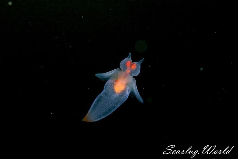 ハダカカメガイ Clione limacina 世界のウミウシ