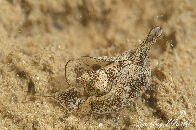 ウスバネウミコチョウ Gastropterid sp. 1