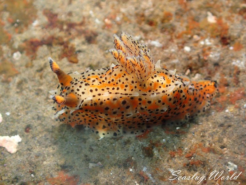 フジタウミウシ Polycera fujitai