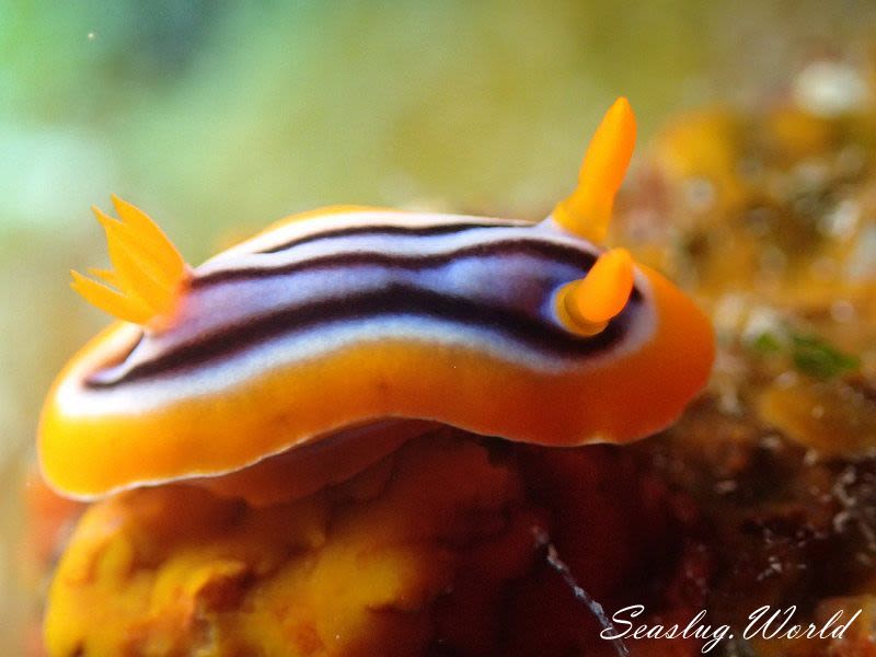 タイヘイヨウイロウミウシ Chromodoris sp. cf. africana