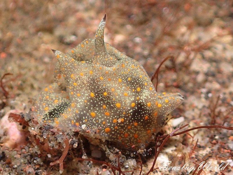 アマクサウミコチョウ Gastropteron bicornutum