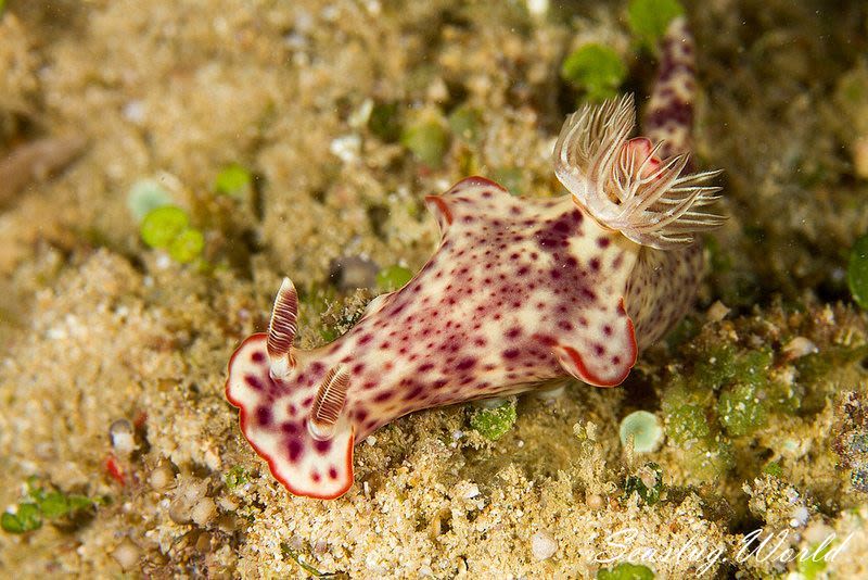 ミナミニシキウミウシ Ceratosoma gracillimum