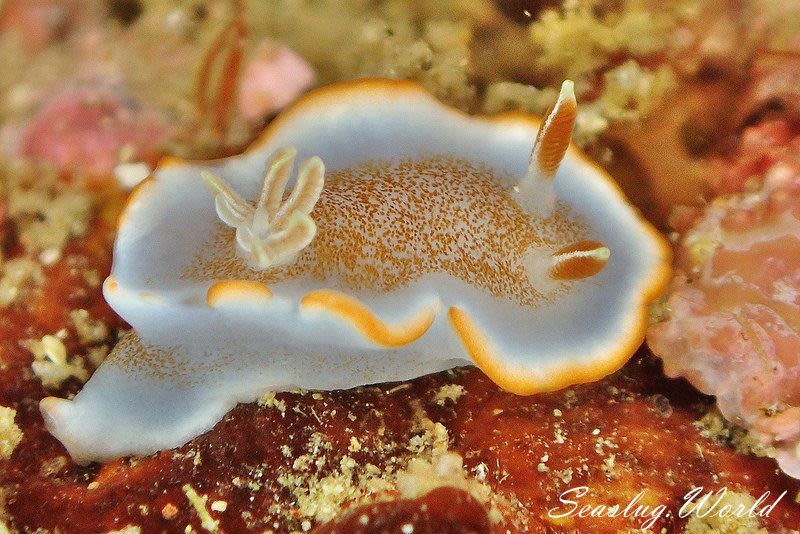 キャラメルウミウシ Glossodoris rufomarginata