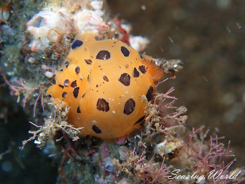 ヒメマダラウミウシ Dendrodoris guttata