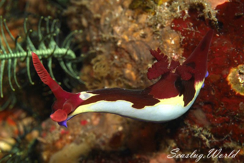 セグロリュウグウウミウシ Nembrotha chamberlaini