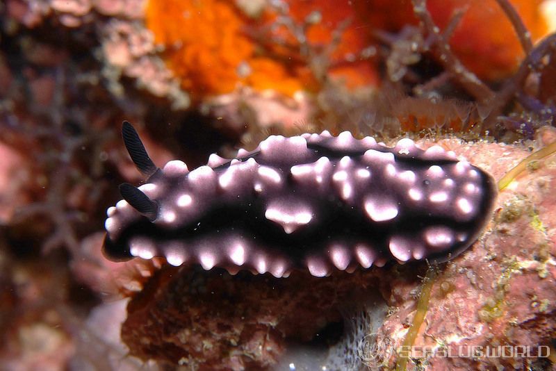 フィリディエラ・ストリアタ Phyllidiella striata