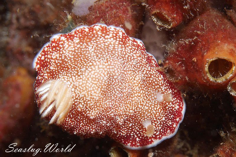 チリメンウミウシ Goniobranchus reticulatus