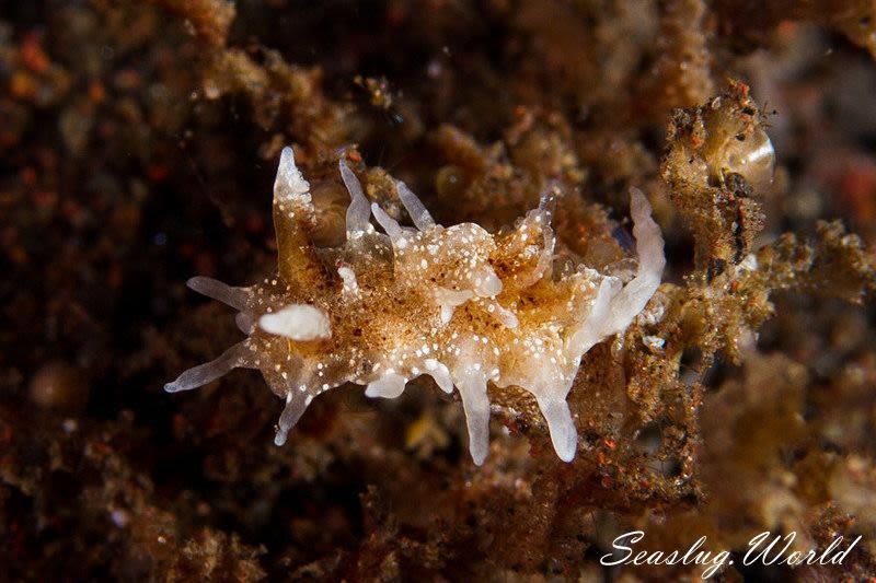 ソバカスイバラウミウシ Bermudella harastii