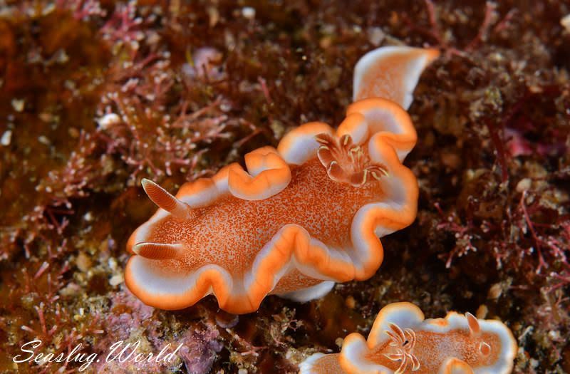 キャラメルウミウシ Glossodoris rufomarginata