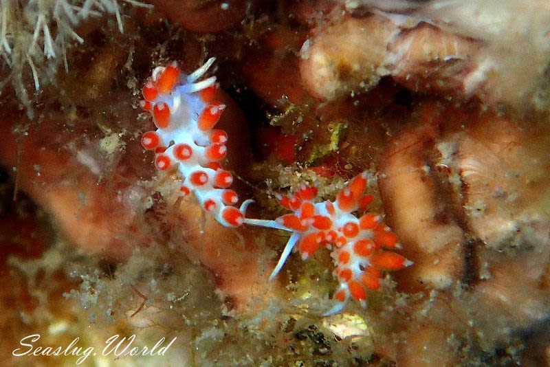 フラベリーナ・カボリンイ Flabellina cavolini